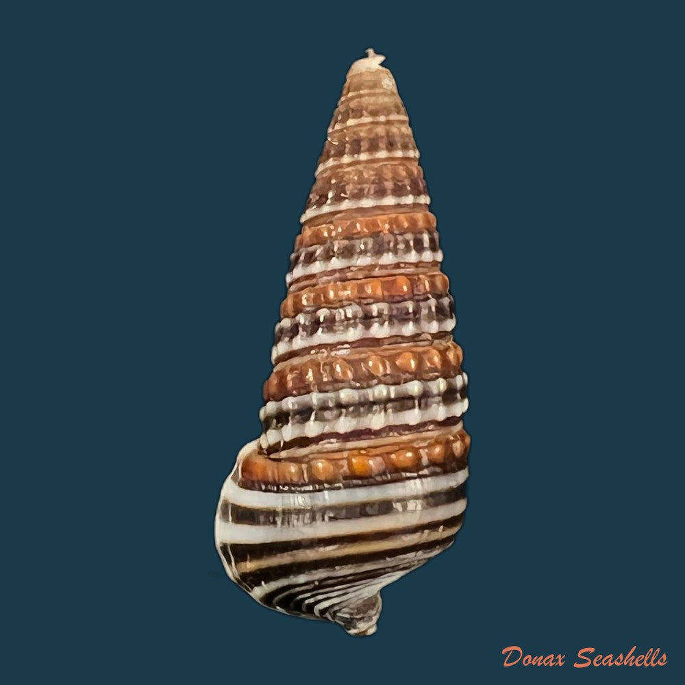 pirenella-cingulata-gmelin-1791-26-5mm-copia