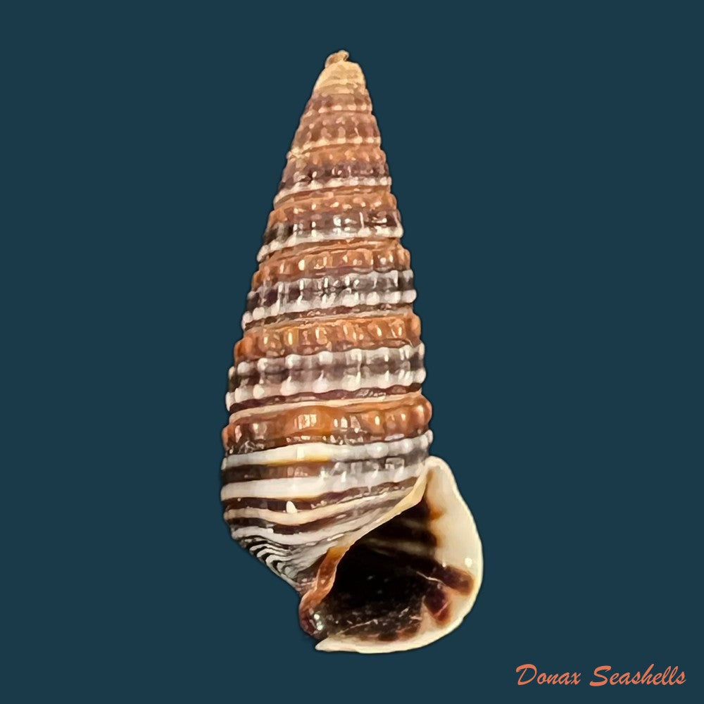 pirenella-cingulata-gmelin-1791-26-5mm-copia