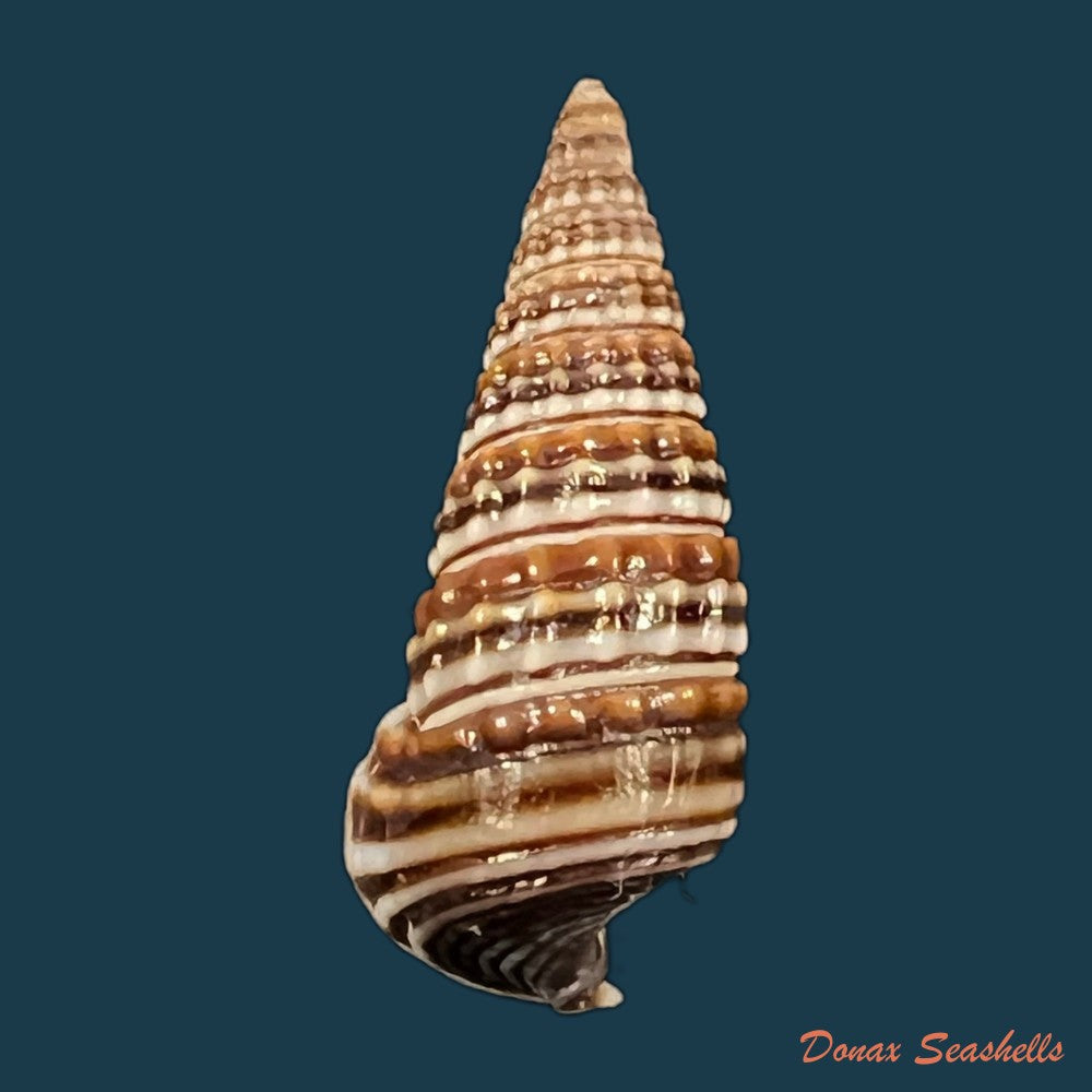 pirenella-cingulata-gmelin-1791-26mm-copia