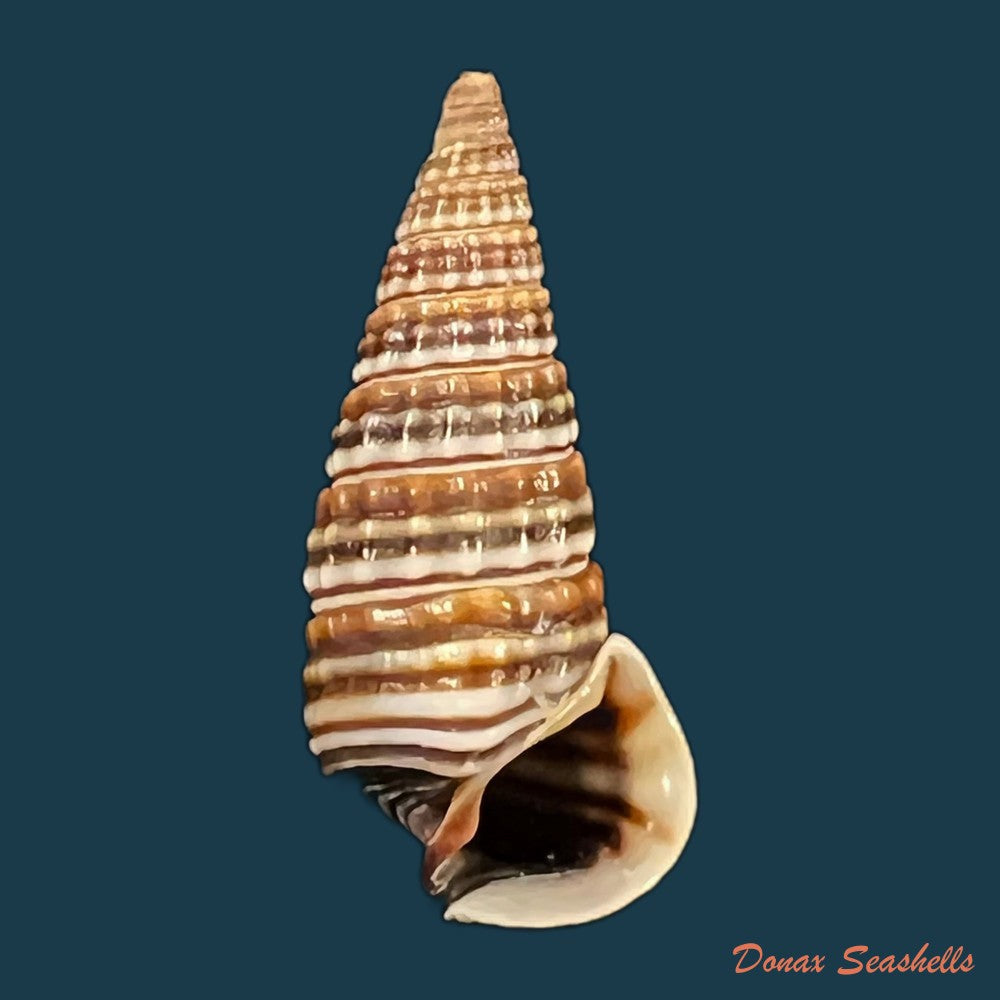pirenella-cingulata-gmelin-1791-26mm-copia