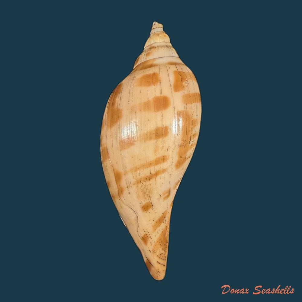 plicoliva-zelindae-petuch-1979-39-9mm-copia
