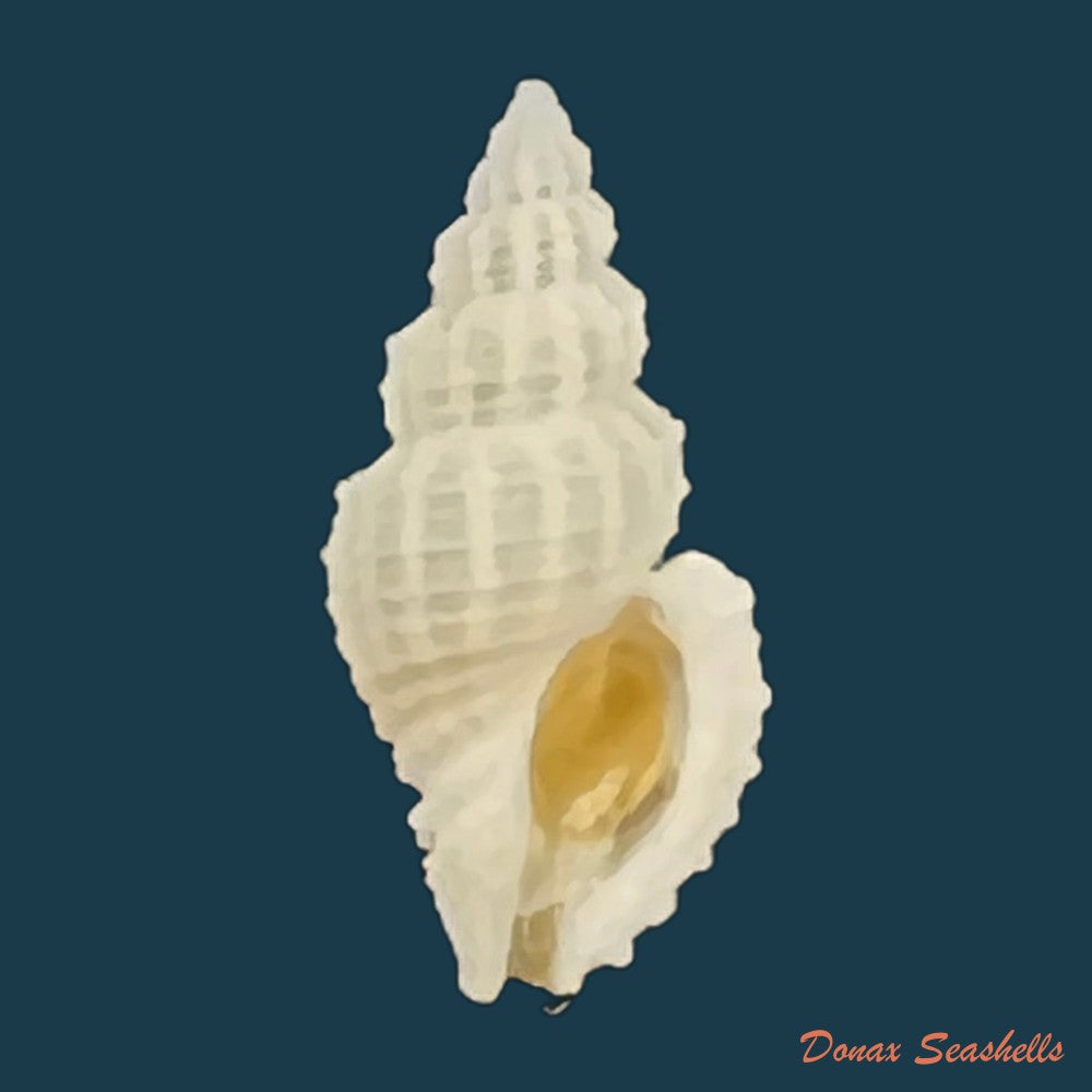pollia-undosa-linnaeus-1758-28-3mm-copia