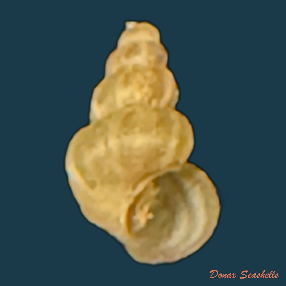 pomacea-martinezi-hidalgo-1866-56-6mm-copia