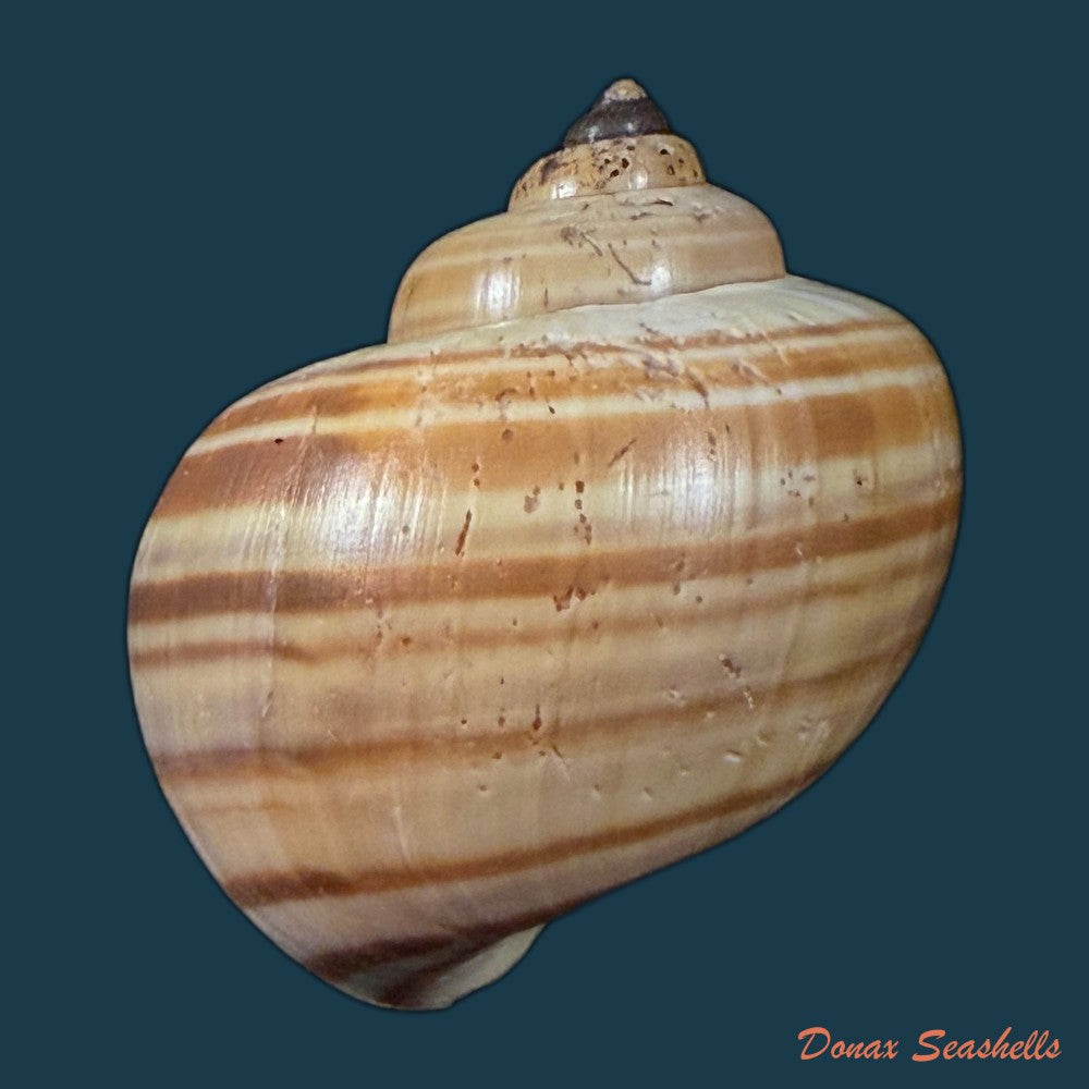 pomacea-minuscula-baker-1930-24-1mm-copia