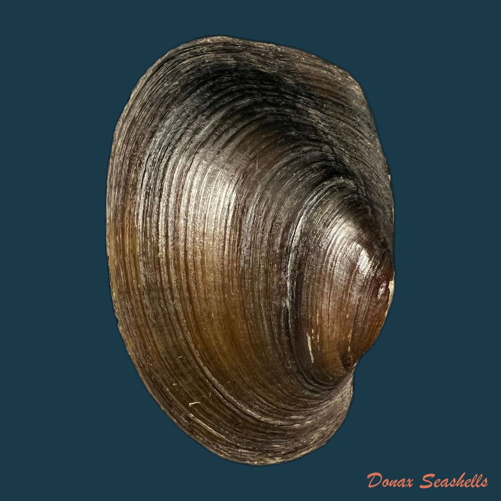 prisodon-corrugatus-lamarck-1819-62-5mm-copia