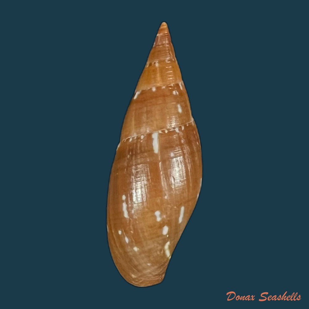 probata-barbadensis-gmelin-1791-31-7mm-copia