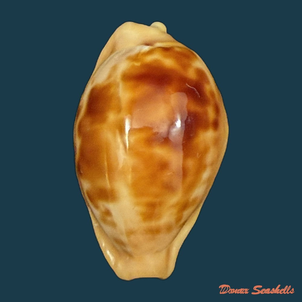 propustularia-surinamensis-g-perry-1811-25-5mm-copia