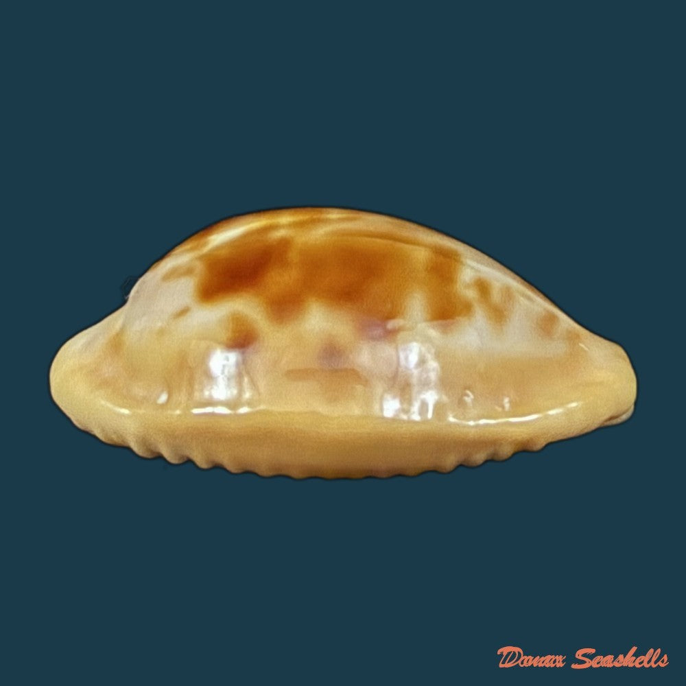 propustularia-surinamensis-g-perry-1811-25-5mm-copia