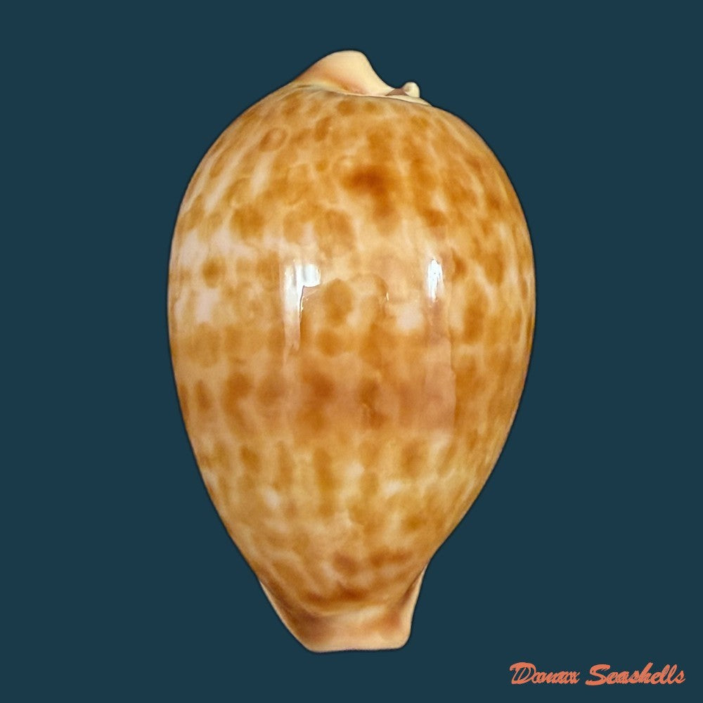 propustularia-surinamensis-g-perry-1811-36-7mm-copia