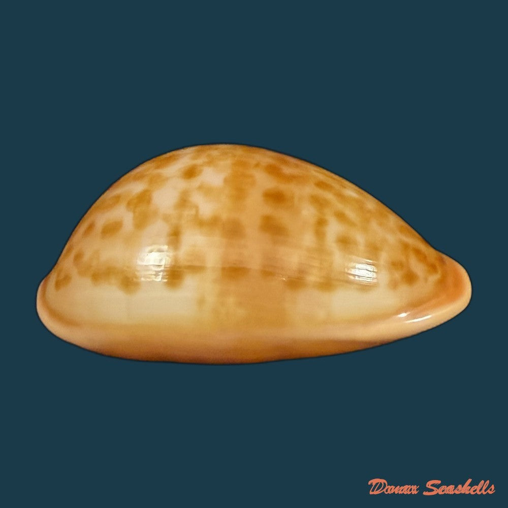 propustularia-surinamensis-g-perry-1811-36-7mm-copia