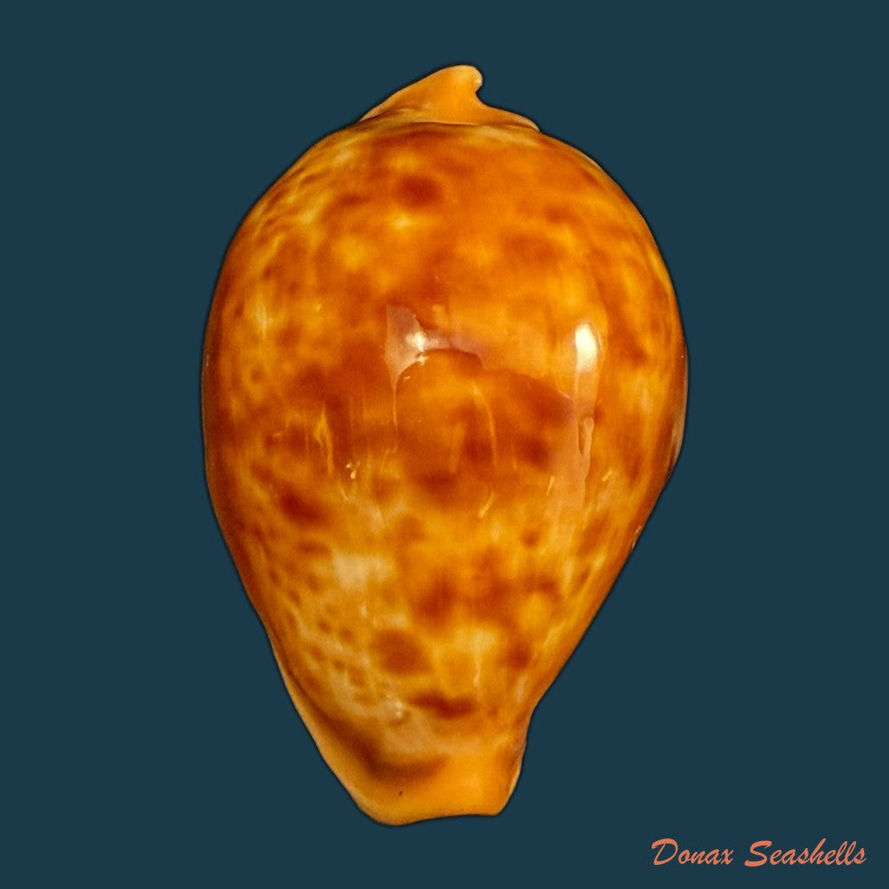 propustularia-surinamensis-g-perry-1811-43mm-copia