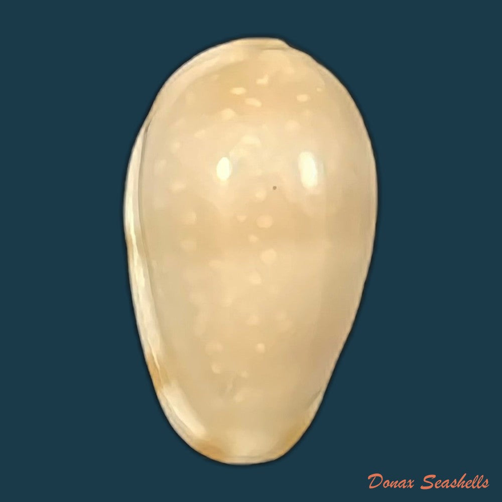 prunum-marginatum-born-1778-24-5mm-copia