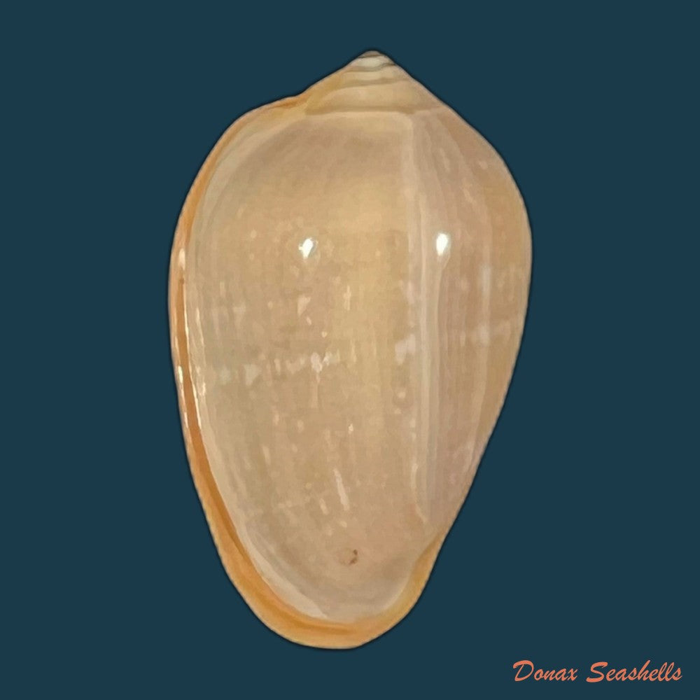 prunum-negoi-t-cossignani-2005-16-3mm-copia