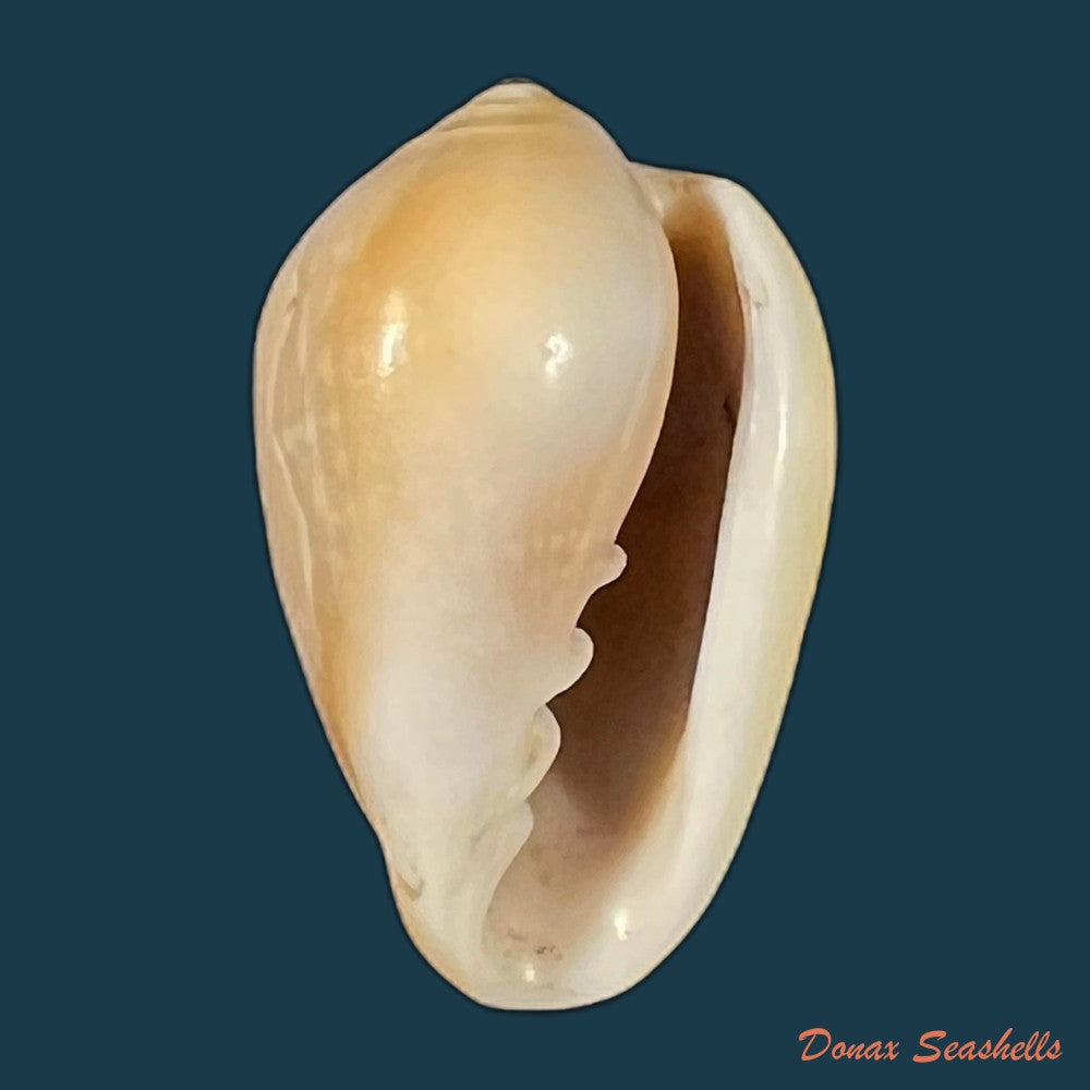 prunum-negoi-t-cossignani-2005-16-3mm-copia