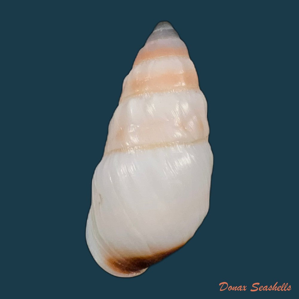 pseudachatina-martensi-dailly-1896-62-3mm-copia