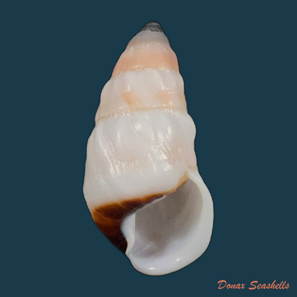 pseudachatina-martensi-dailly-1896-62-3mm-copia
