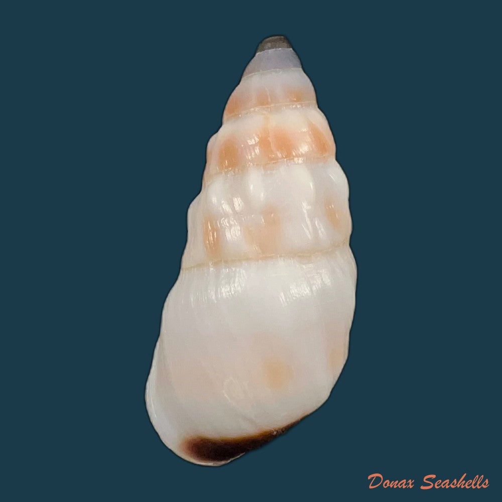 pseudachatina-martensi-dailly-1896-67-5mm-copia