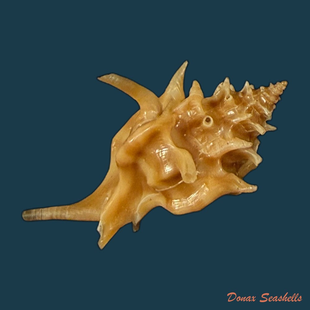 pteropurpura-deroyana-s-s-berry-1968-43-4mm-copia
