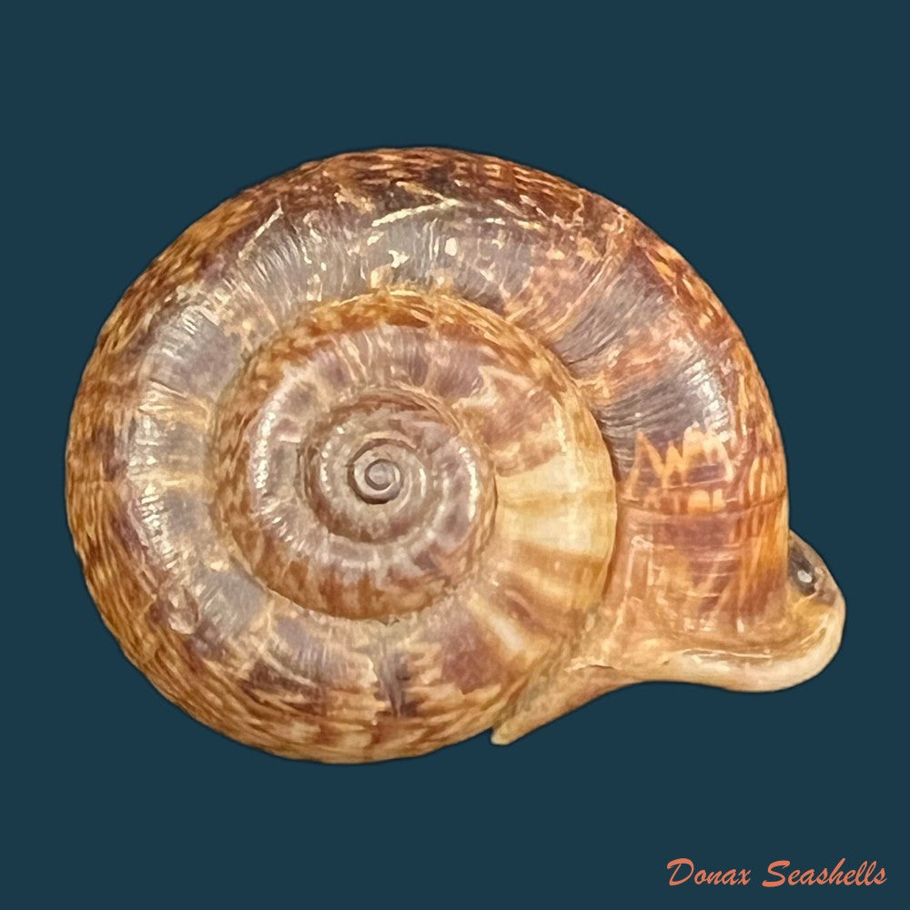 ptychopoma-lienense-gredler-1882-25-8mm-copia