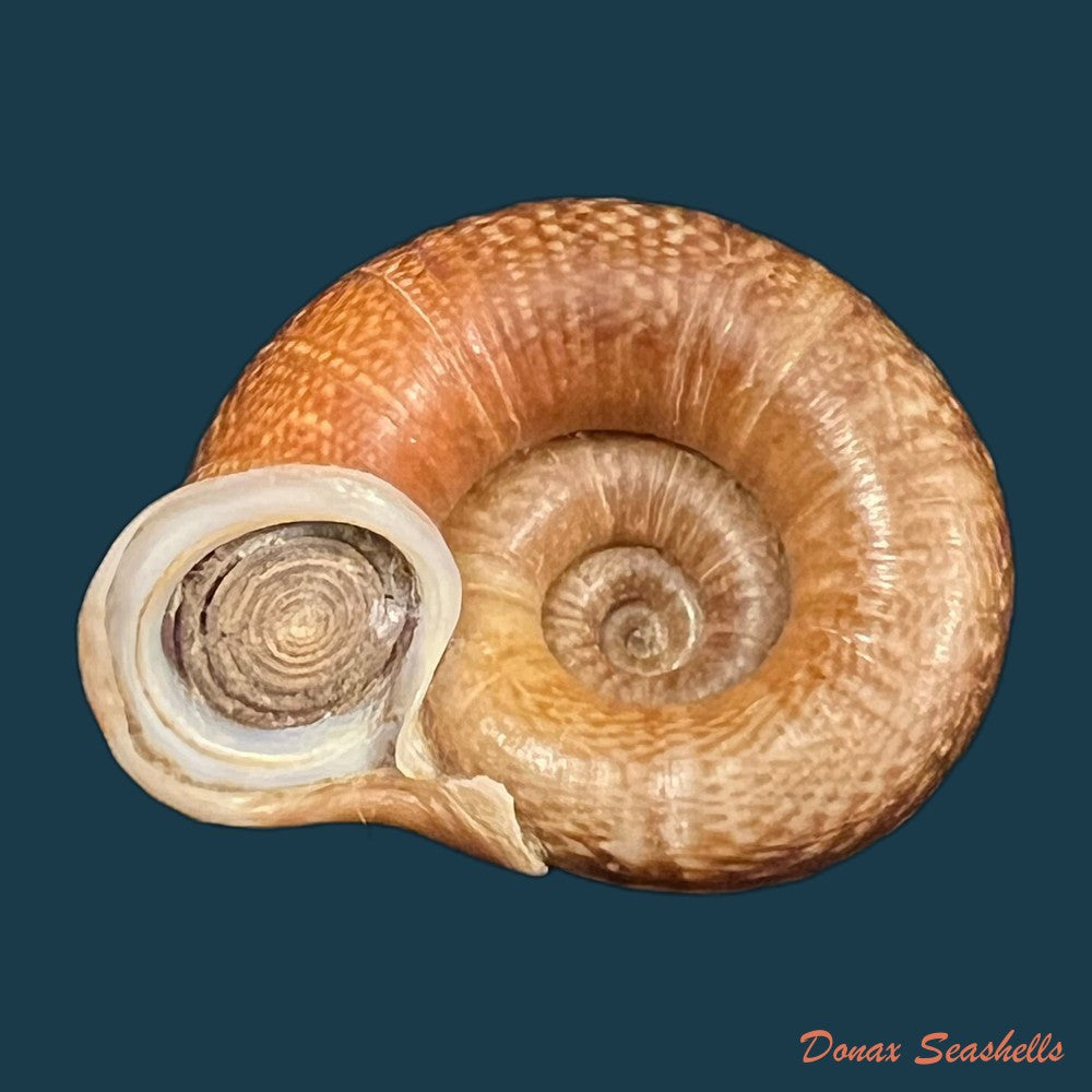 ptychopoma-lienense-gredler-1882-25-8mm-copia