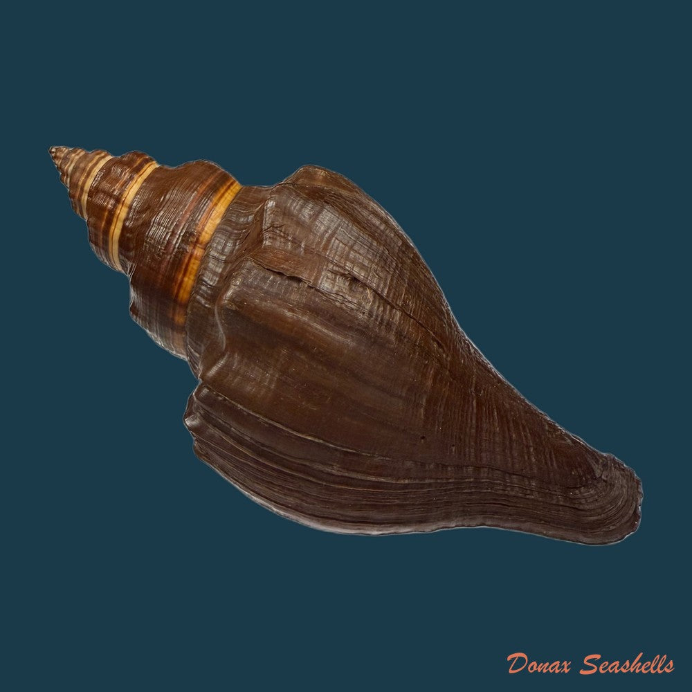 pugilina-morio-linnaeus-1758-178mm-copia