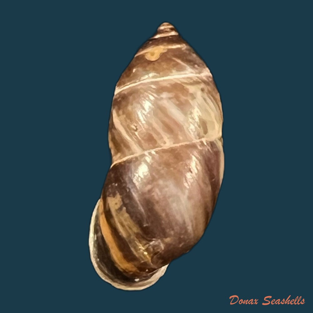 pupinidius-pulchellus-z-g-chen-y-t-dai-x-p-wu-ouyang-2024-20-4mm-copia
