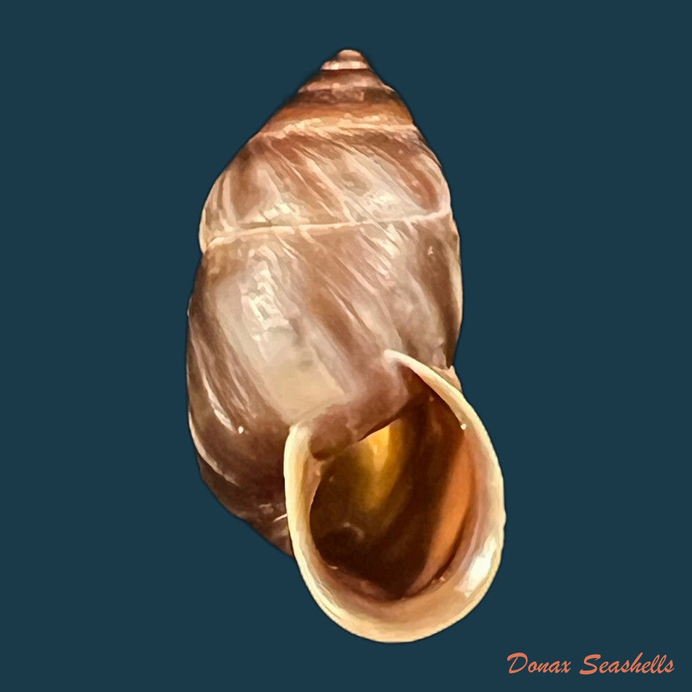 pupinidius-pupinella-altispirus-o-f-von-mollendorff-1922-copia
