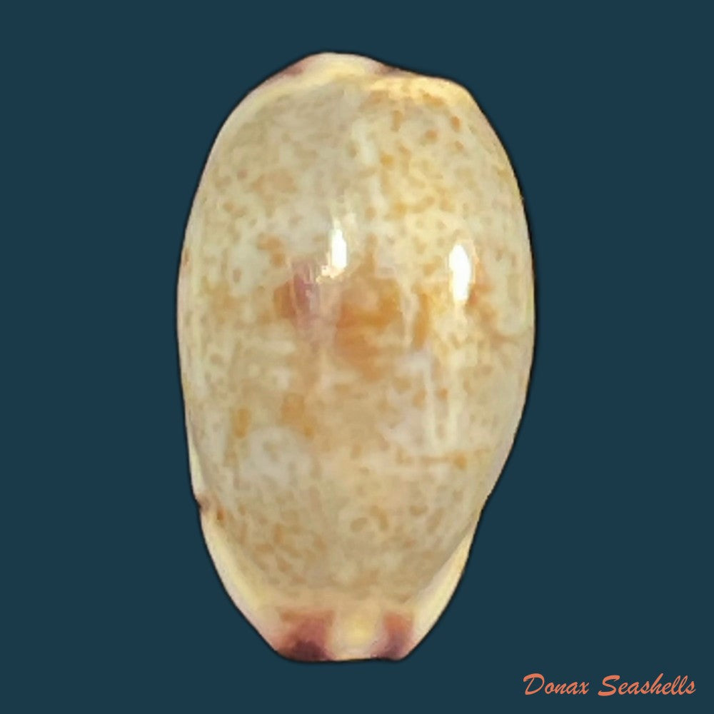 purpuradusta-fimbriada-gmelin-1791-11-7mm-copia