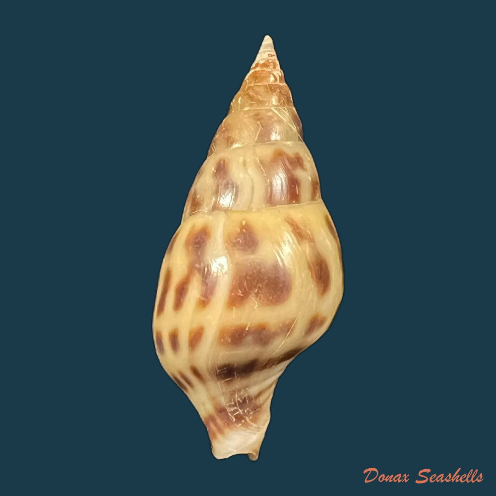 pusionella-nifat-bruguiere-1789-39-9mm-copia