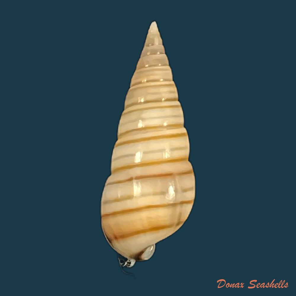 pyramidella-dolabrata-linnaeus-1758-27-9mm-copia