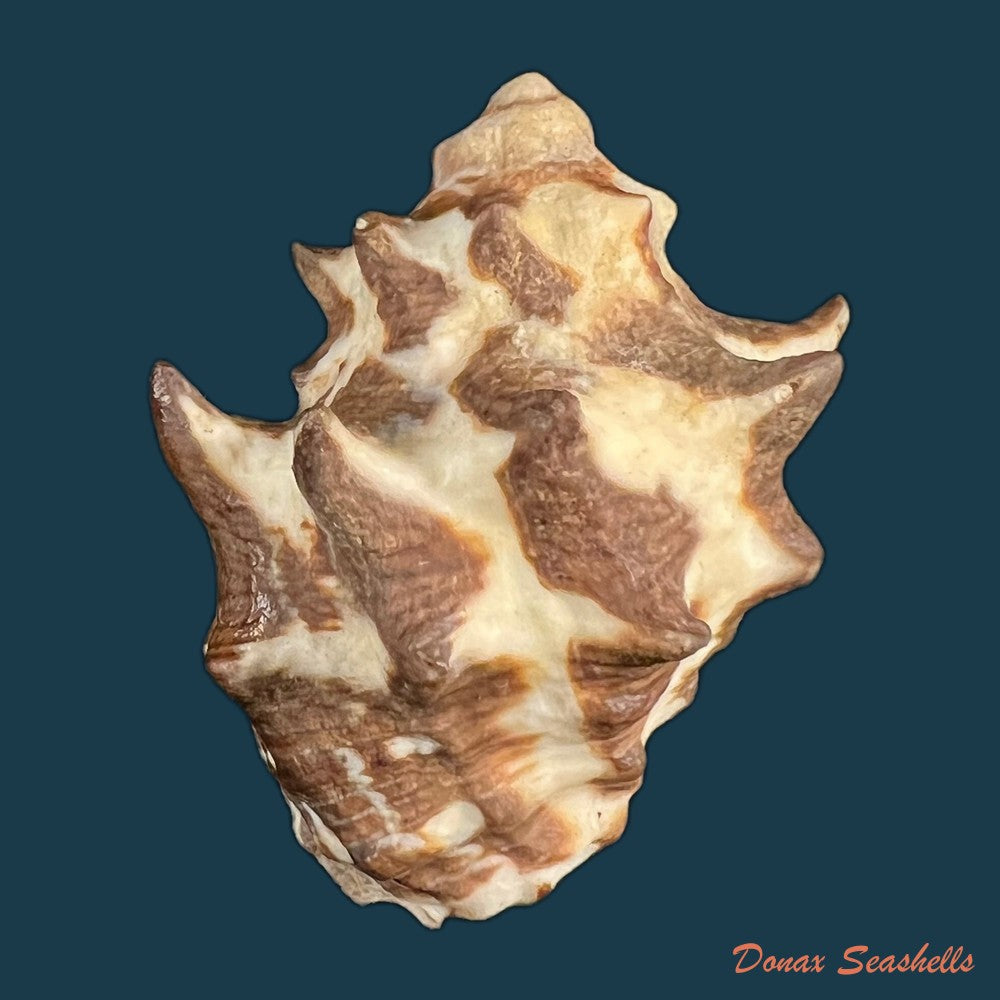 reishia-bitubercularis-lamarck-1822-45-9mm-copia