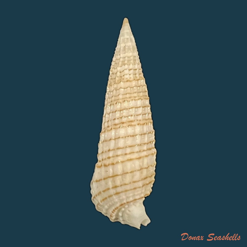 rhinoclavis-aspera-linnaeus-1758-38-4mm-copia