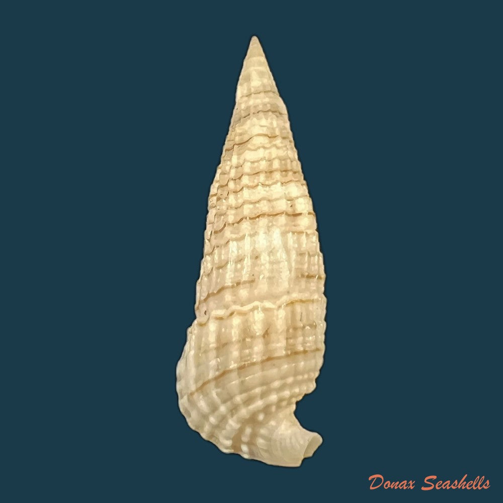 rhinoclavis-aspera-linnaeus-1758-39-3mm-copia