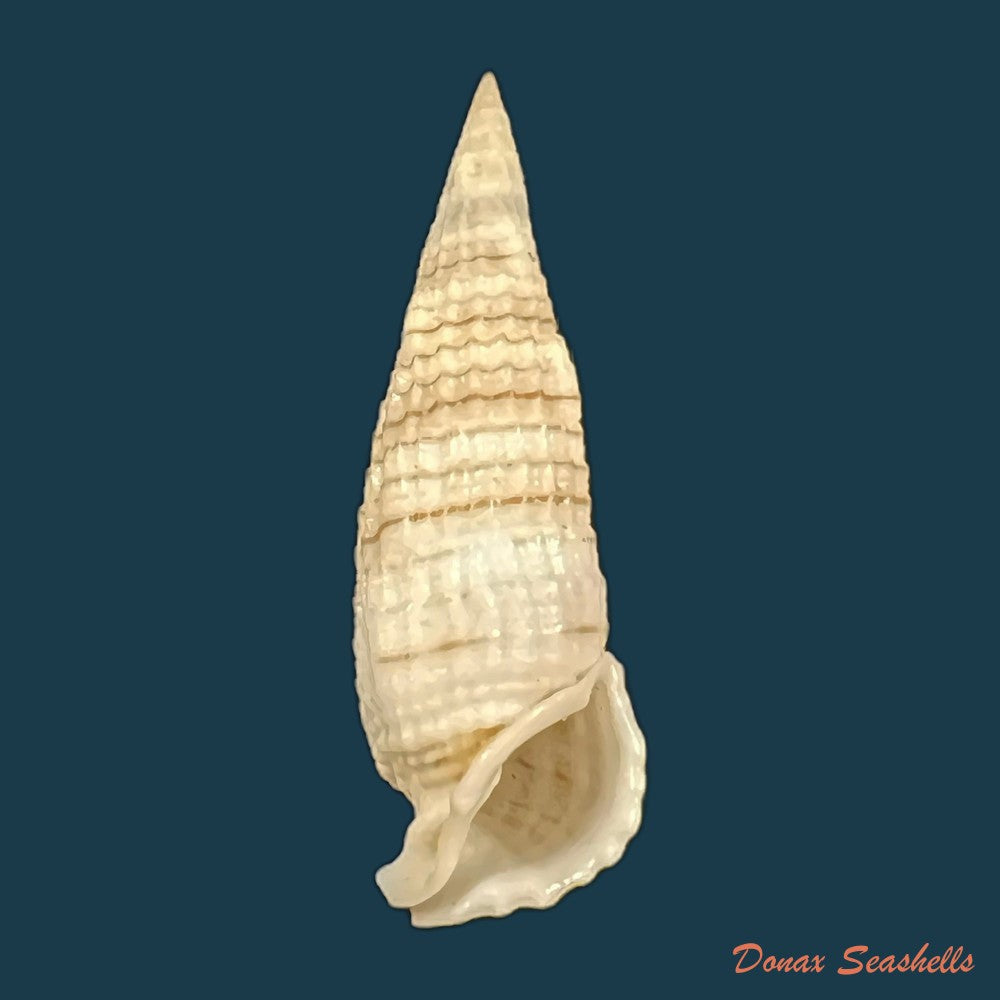 rhinoclavis-aspera-linnaeus-1758-39-3mm-copia