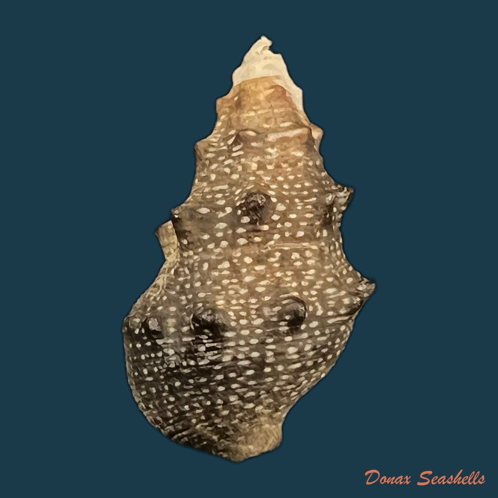 rhinoclavis-aspera-linnaeus-1758-42mm-copia