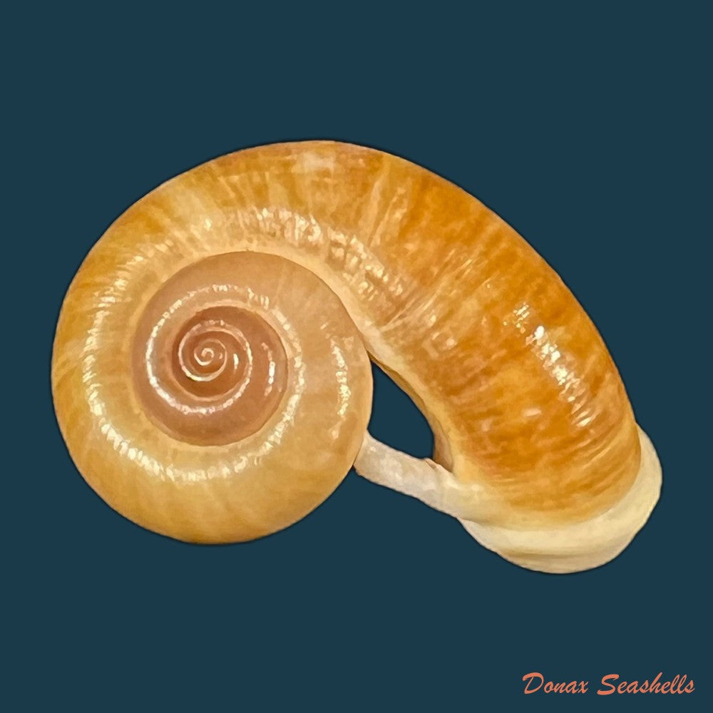 rhiostoma-chupingense-tomlin-1938-31-7mm-copia