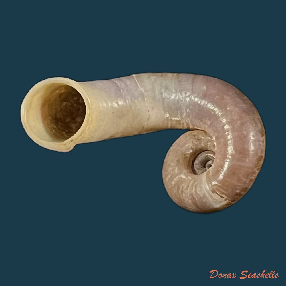 rhiostoma-jalorensis-sykes-1903-31-3mm-copia