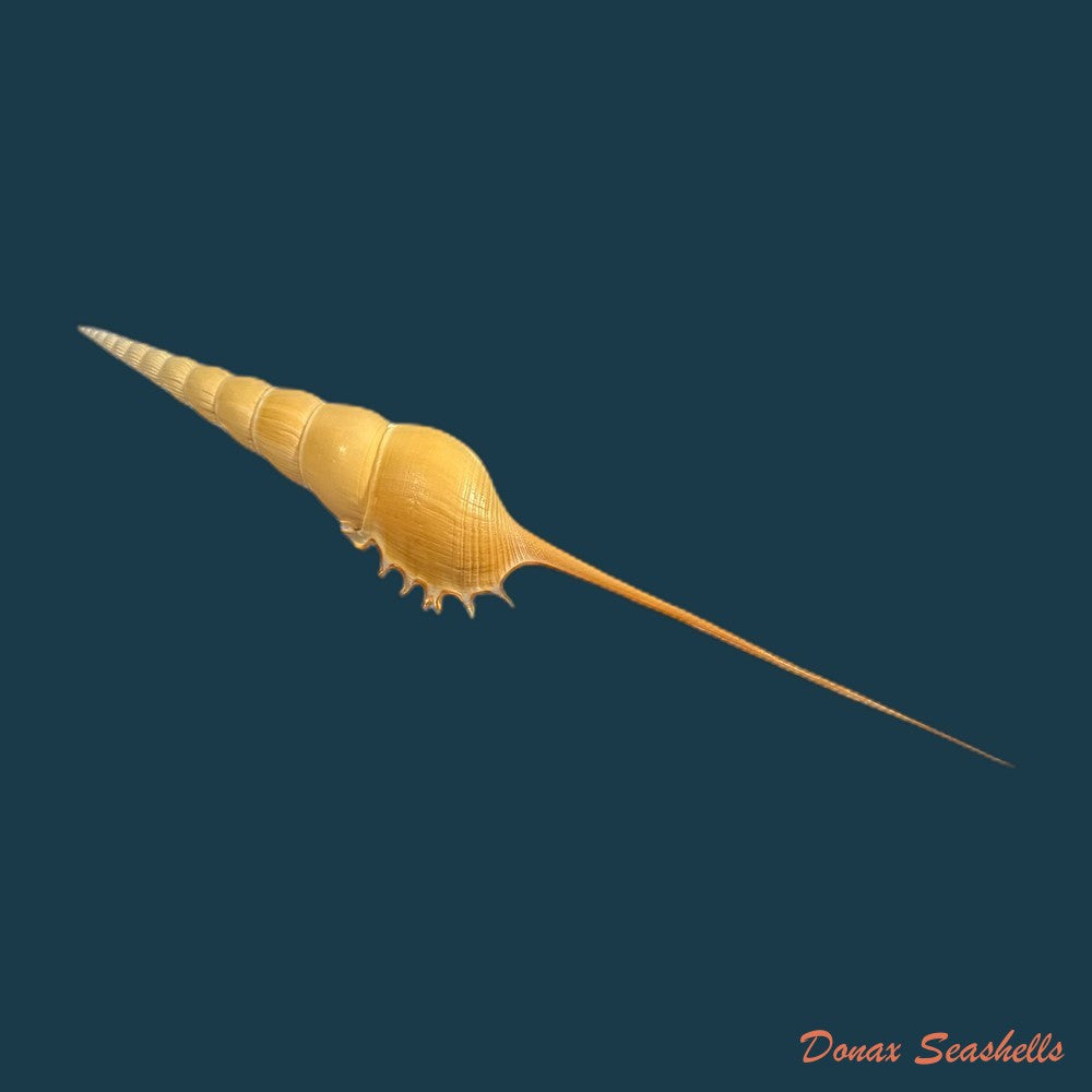 rimellopsis-powisii-petit-de-la-saussaye-1840-41-5mm-copia