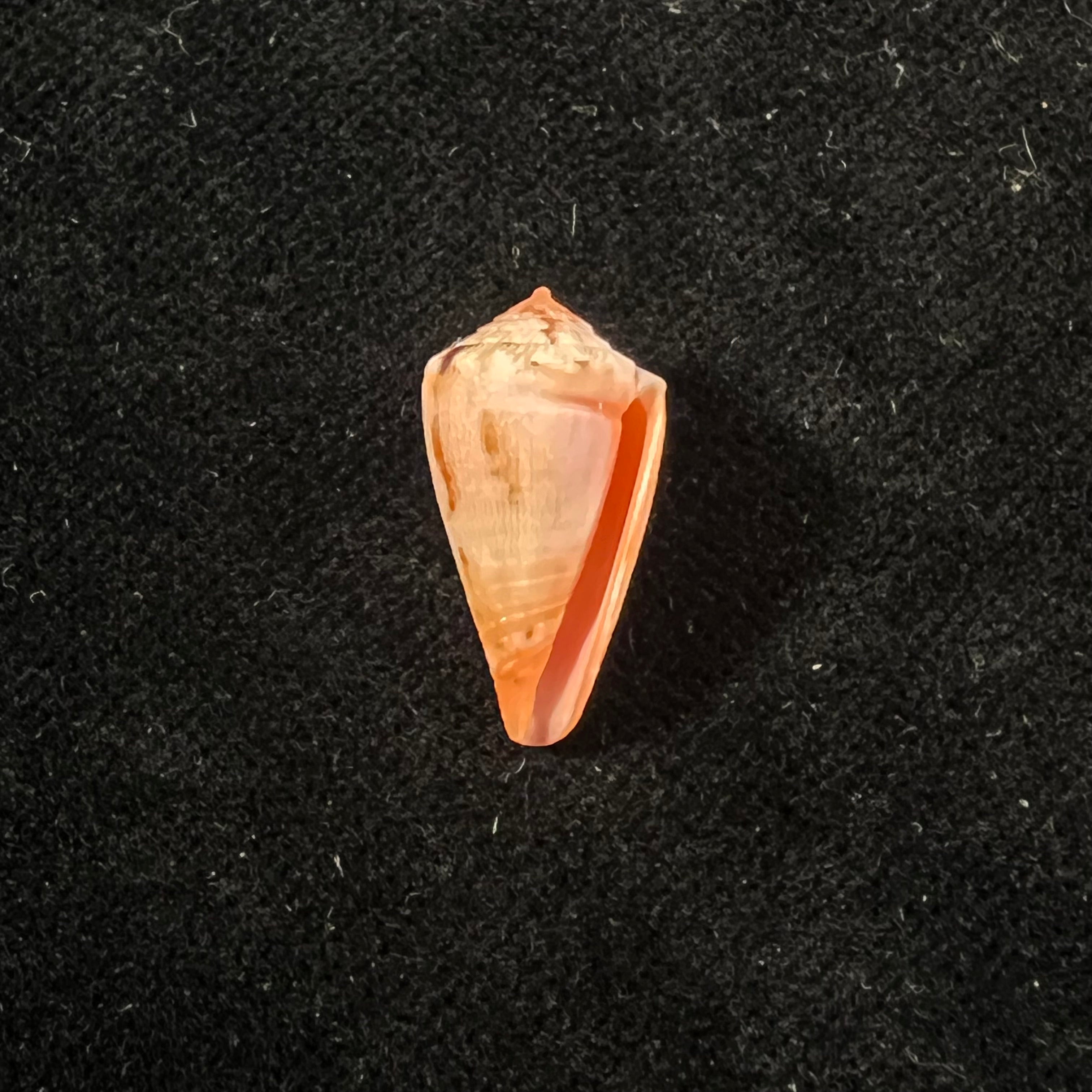Conus cf rosalindensis Petuch, 1998 - 19mm