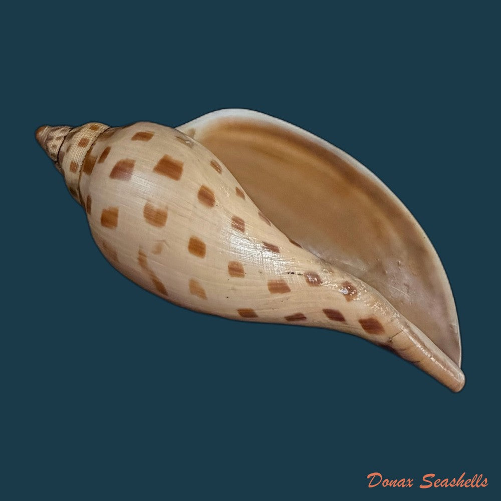 scaphella-evelina-f-m-bayer-1971-136mm-copia