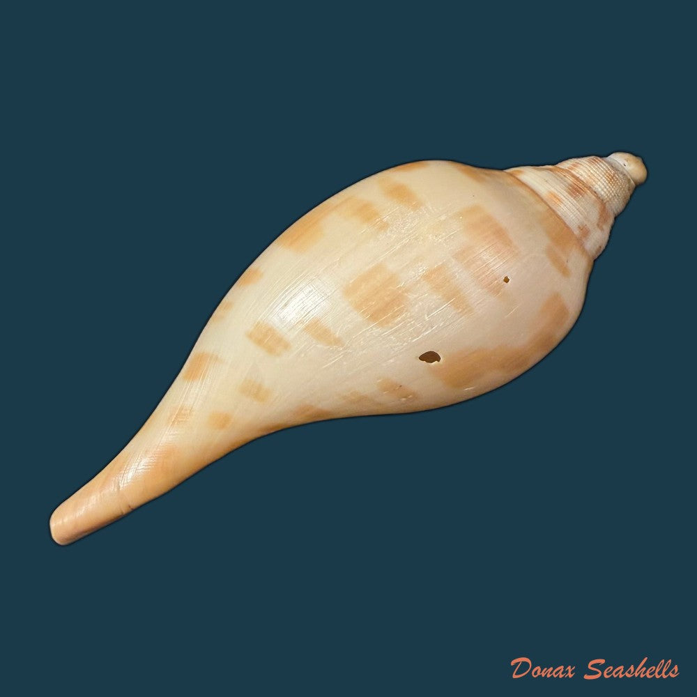 scaphella-matchetti-petuch-sargent-2011-113-1mm-copia