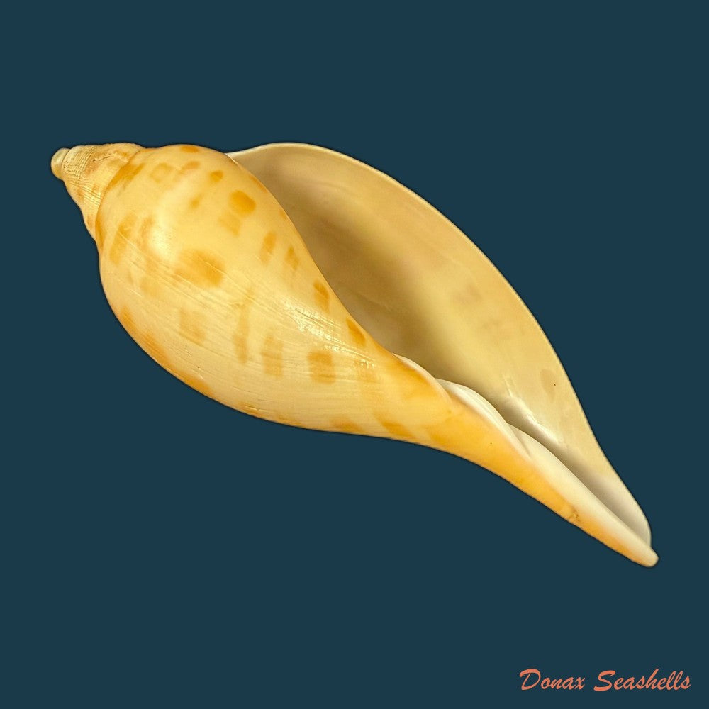 scaphella-matchetti-petuch-sargent-2011-113-1mm-copia
