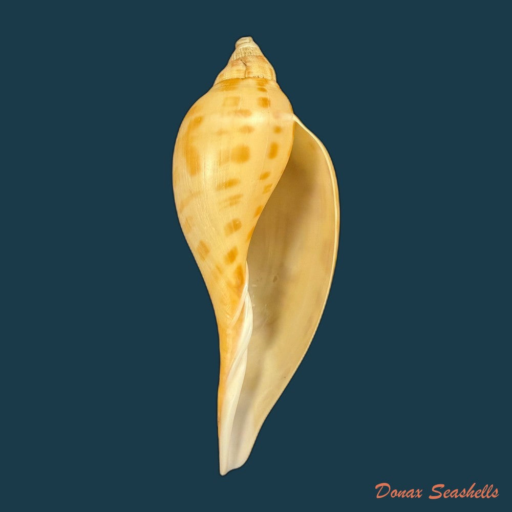 scaphella-matchetti-petuch-sargent-2011-113-1mm-copia