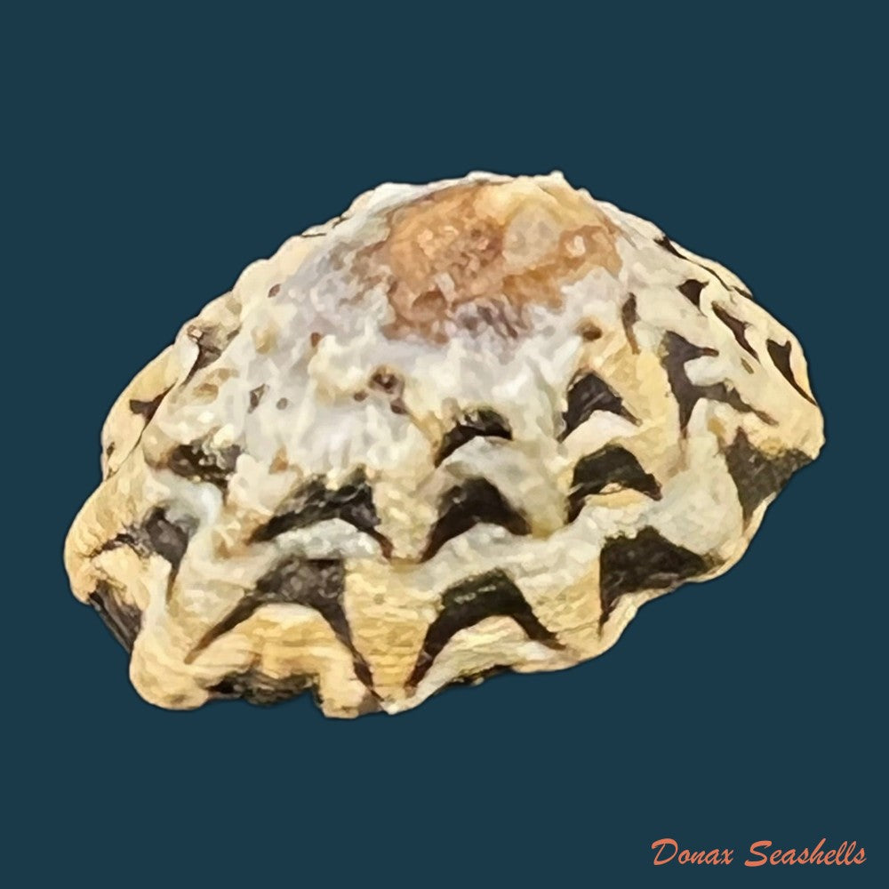scurria-zebrina-r-p-lesson-1831-25-6mm-copia