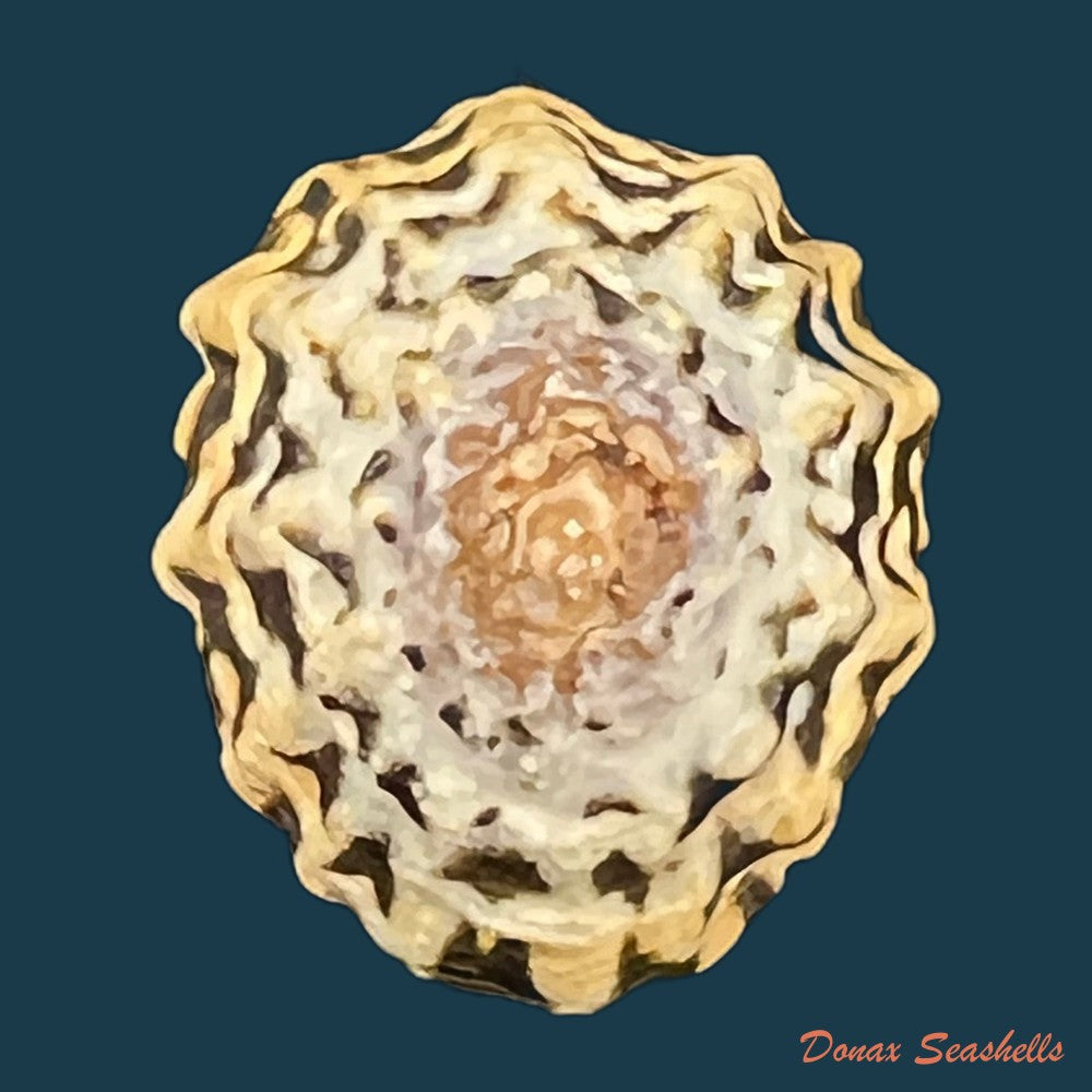 scurria-zebrina-r-p-lesson-1831-26-6mm-copia