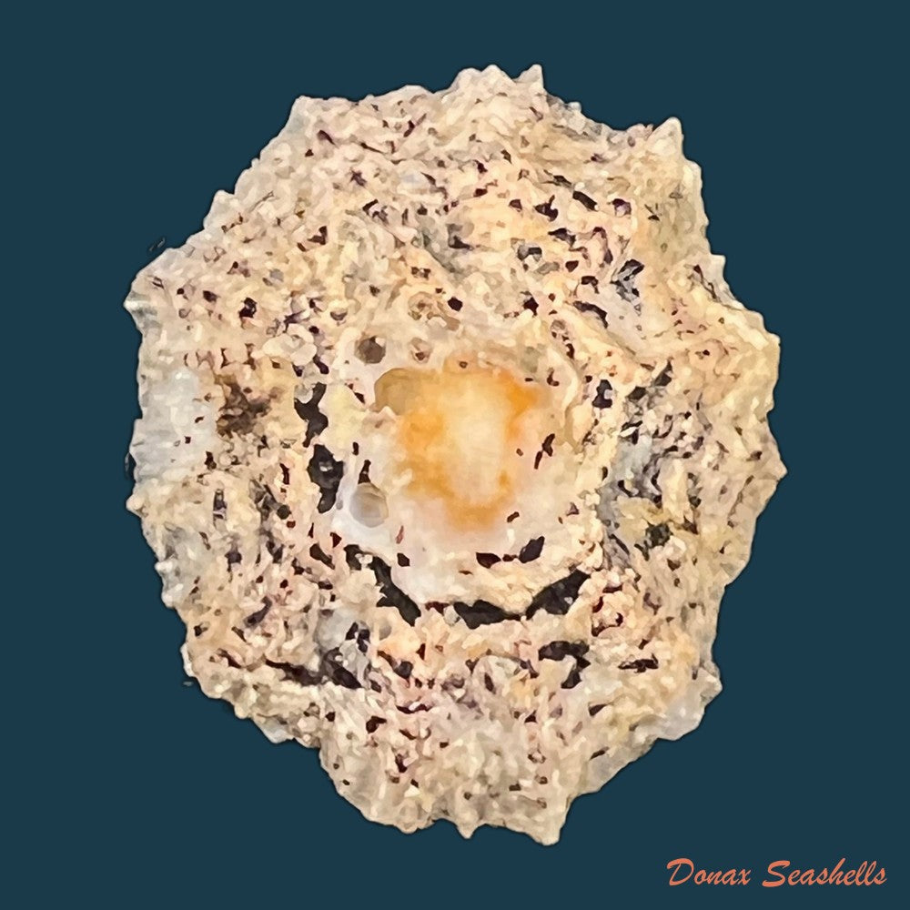 scutellastra-flexuosa-quoy-gaimard-1834-27-4mm-copia