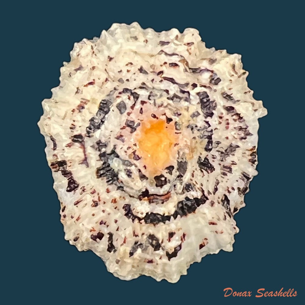 scutellastra-flexuosa-quoy-gaimard-1834-29-5mm-copia