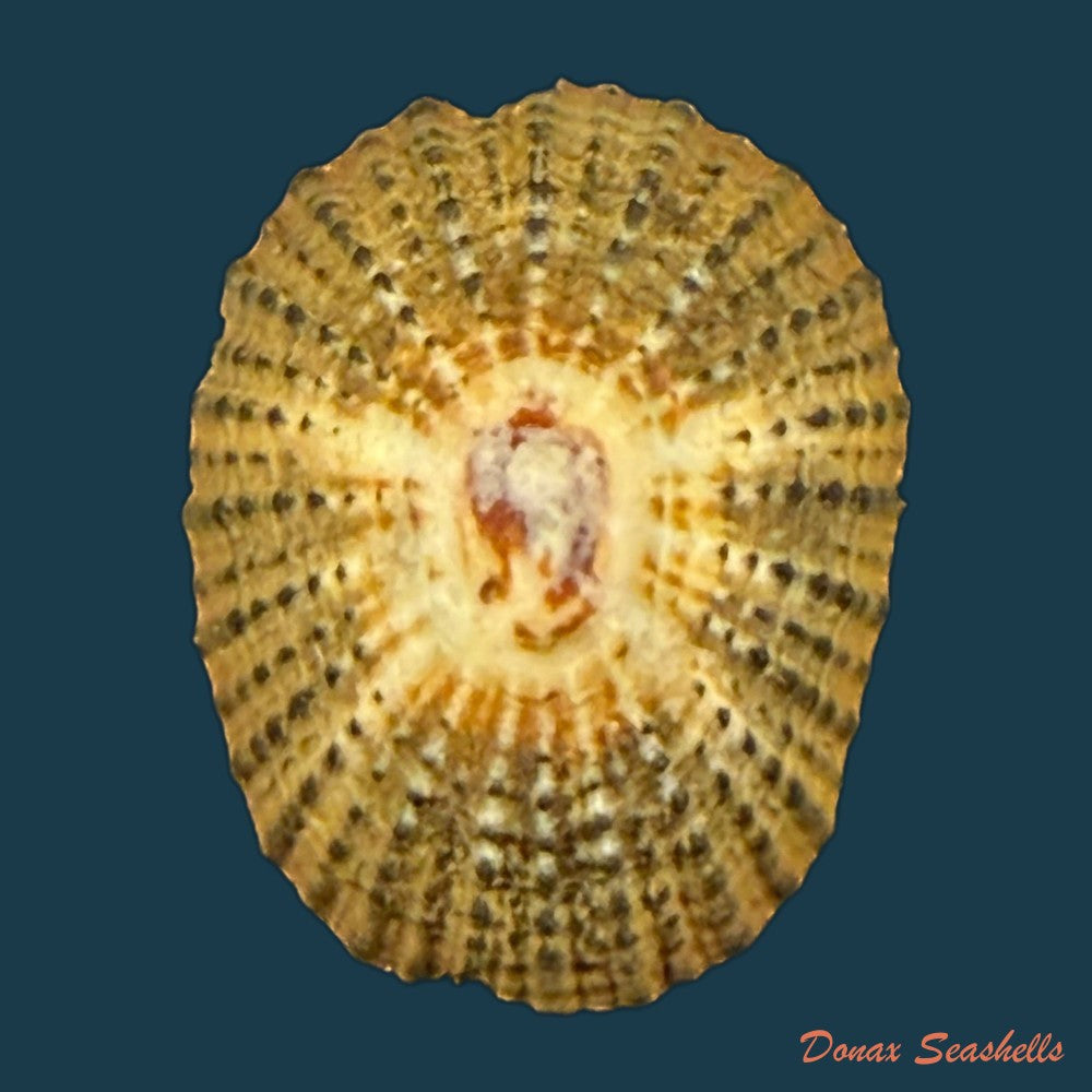 scutellastra-flexuosa-quoy-gaimard-1834-29-6mm-copia