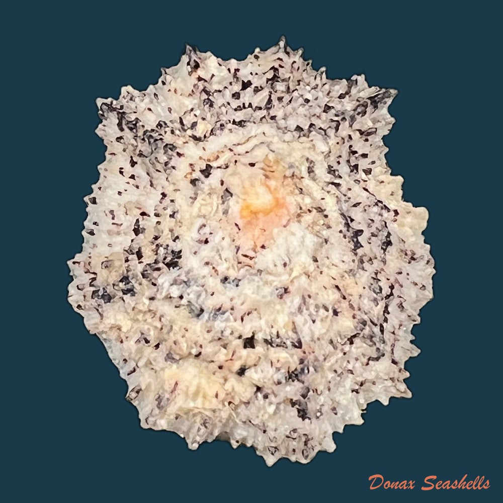 scutellastra-longicosta-lamarck-1819-52-8mm-copia