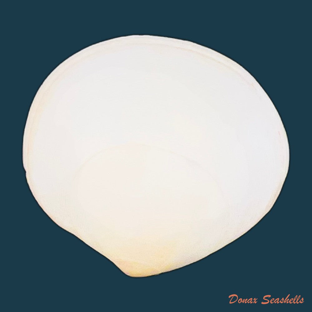 semele-proficua-pulteney-1799-32-5mm-copia